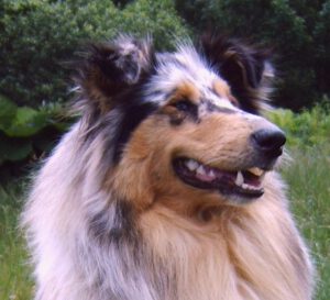 423230_327633350614210_1730265059_n