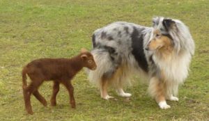 432040_343218279055717_1651386715_n