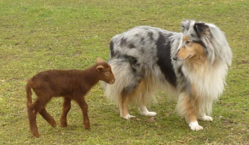 432040_343218279055717_1651386715_n