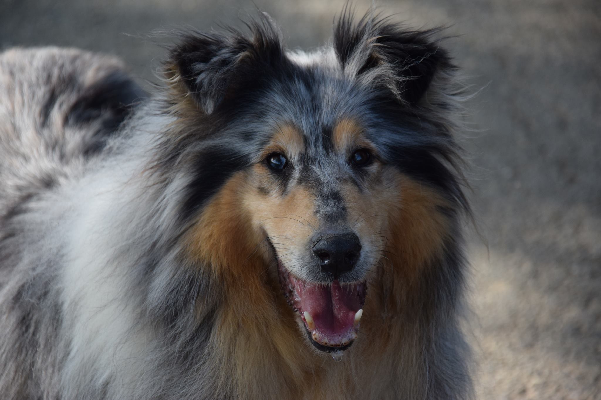 56536156_2345632198814305_4219225397411184640_o