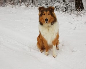 Feras_Askan_20190112