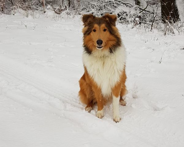 Feras_Askan_20190112