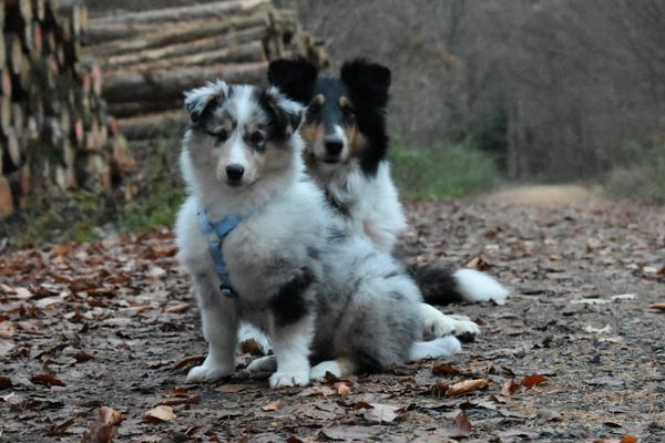 Gray_IMG-20181202_w9