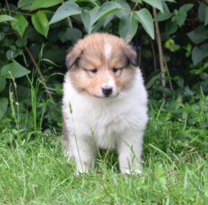 Kadiri_Buddy_braun_5w