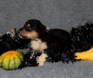 3W_dunkelgruen_Lamia