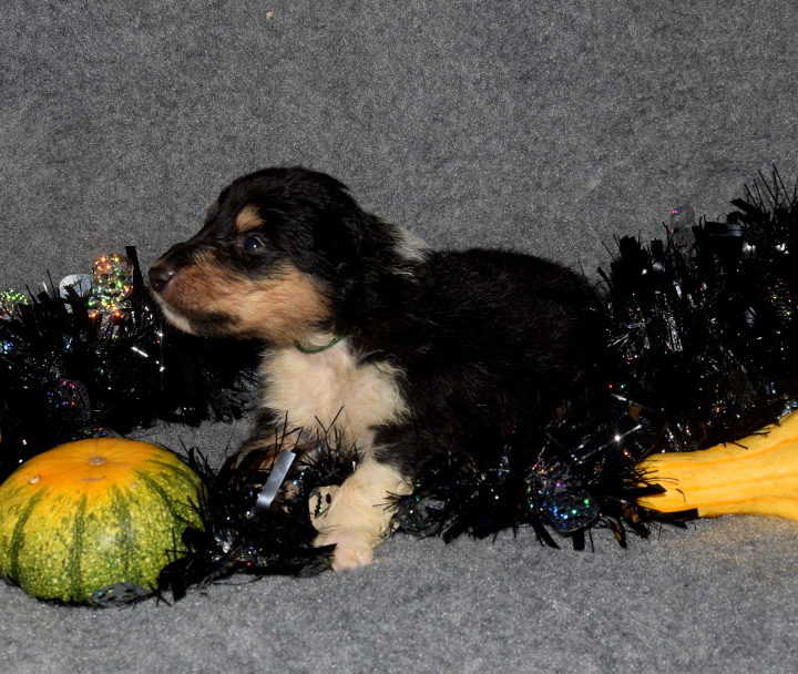 3W_dunkelgruen_Lamia