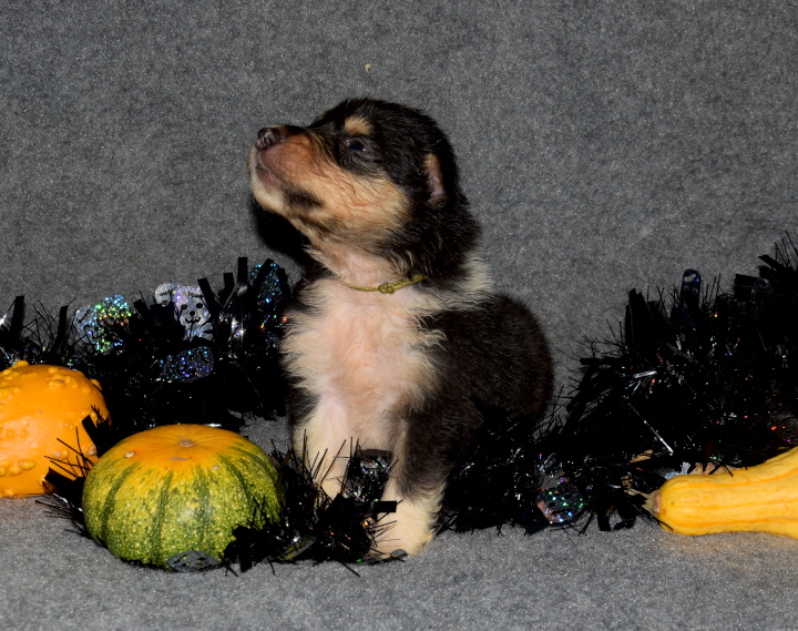 3W_hellgruen2 Lucifer