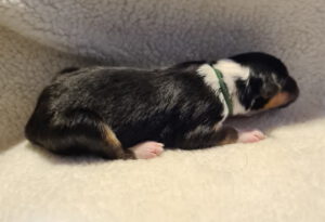 welpe_dunkelgruen_day1