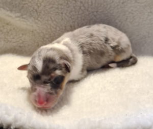 welpe_hellgruen_day1