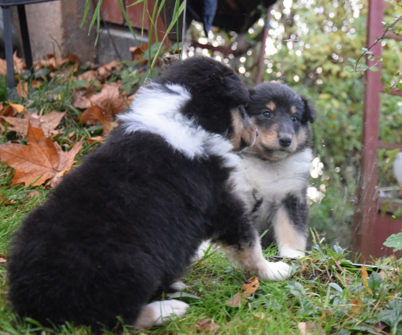 5W dunkelgrün Lamia