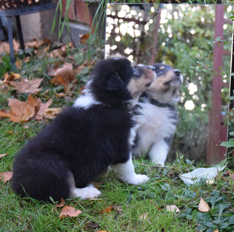 5W hellgrün Lucifer