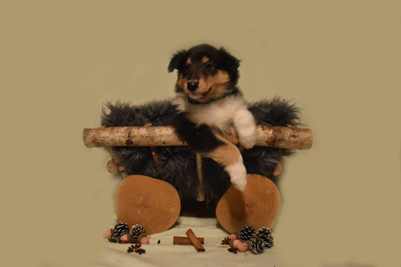 6W dunkelgrün Lamia