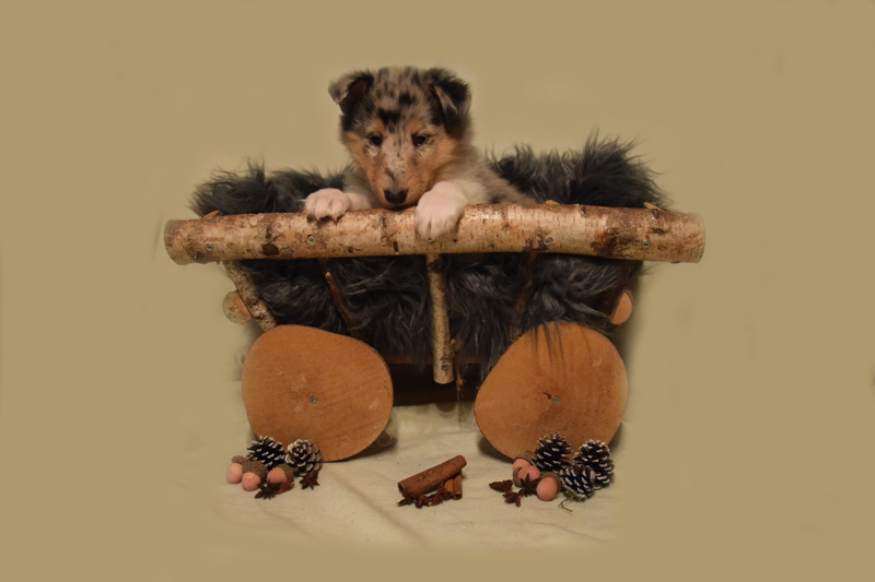 6W grau Livius-Ludwig