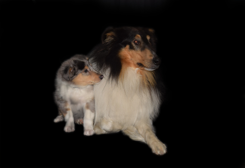 8W schwarz Lucius Kopie