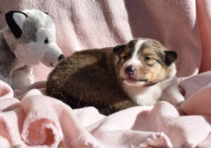 2W lila Mystique Molly