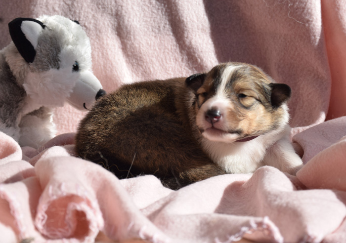 2W lila Mystique Molly