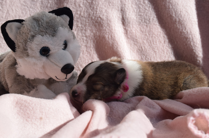 2W rosa Malaika Miniwuh