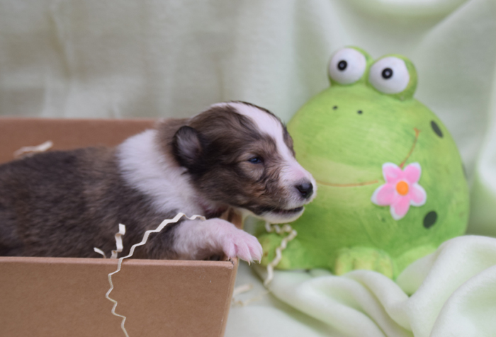 3W Malaika Miniwuh rosa