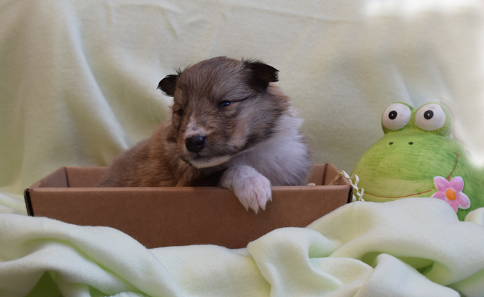 3W Mitchel Larry petrol