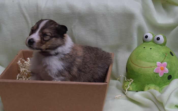 3W Mystique Molly lila