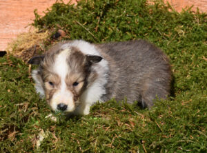 4W Malaika Miniwuh rosa