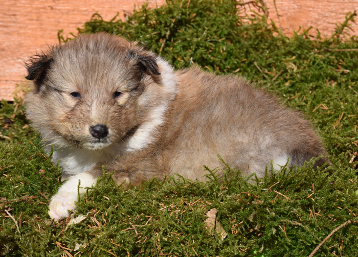 4W Mitchel Larry petrol