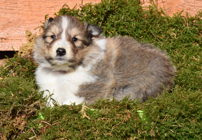 4W Mystique Molly lila