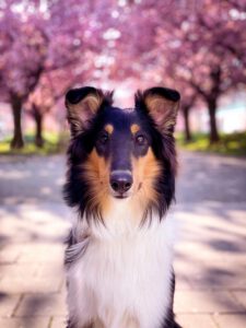 lulani_april2021_cherry