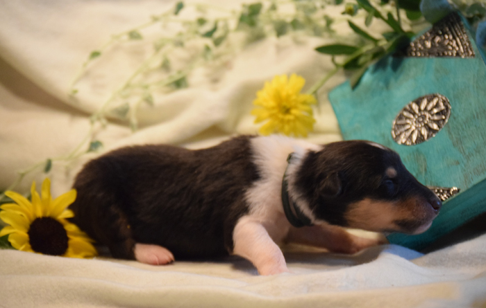 1W dunkelgruen Nathan