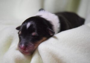 welpe_dunkelgruen_1tag