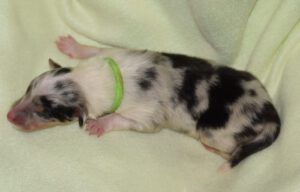 welpe_hellgruen_1tag