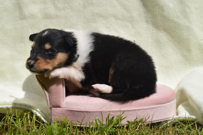 3W dunkelgruen Nathan