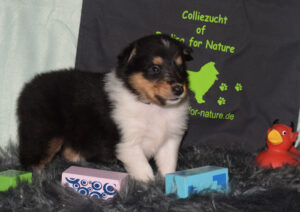 4W dunkelgruen Nathan