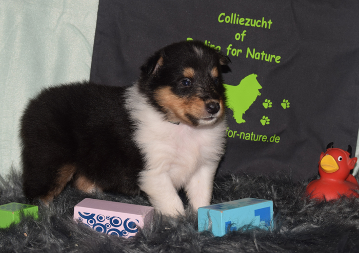 4W dunkelgruen Nathan