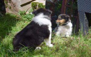 5W dunkelgruen Nathan