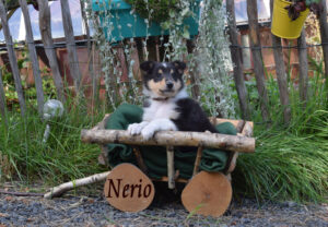 6W braun Nerio Kopie