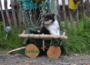 6W dunkelgruen Nathan