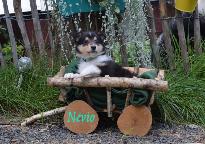 6W hellblau Nevio Kopie