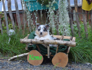 6W hellgruen Nemo Kopie