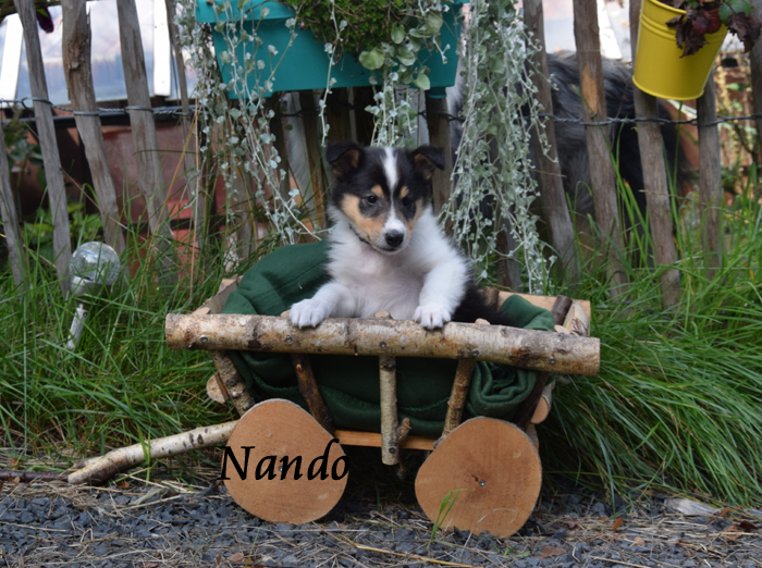 6W schwarz Nando Kopie