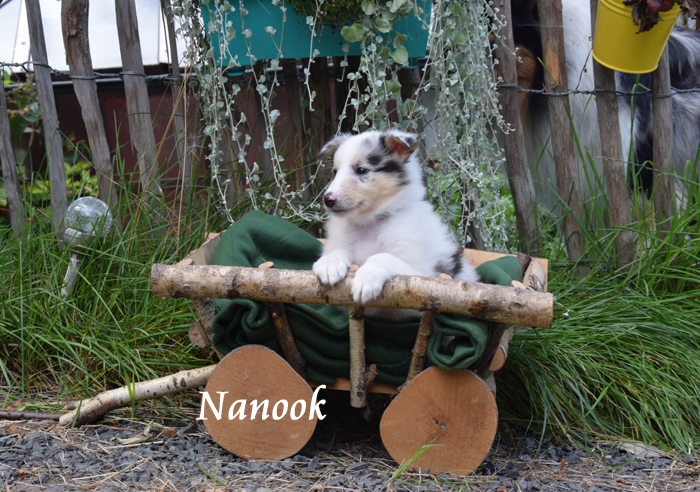 6W weiß Nanook Kopie