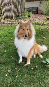 73311529-a147-4000-8333-4bf04aa30451