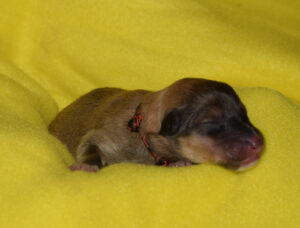 1 Tag orange Pokerface Pixi