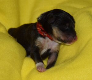 1 Tag rot Paison Pari