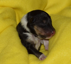 1 Tag schwarz Prince Percival