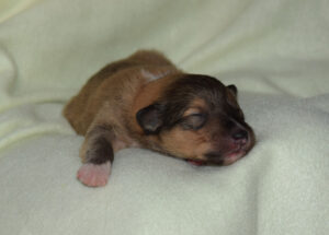 1W orange Pokerface Pixi