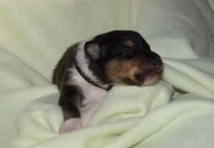 1W schwarz Prince Percival