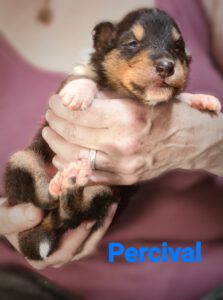 2W schwarz Prince Percival