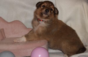 3W orange Pockerface Pixi