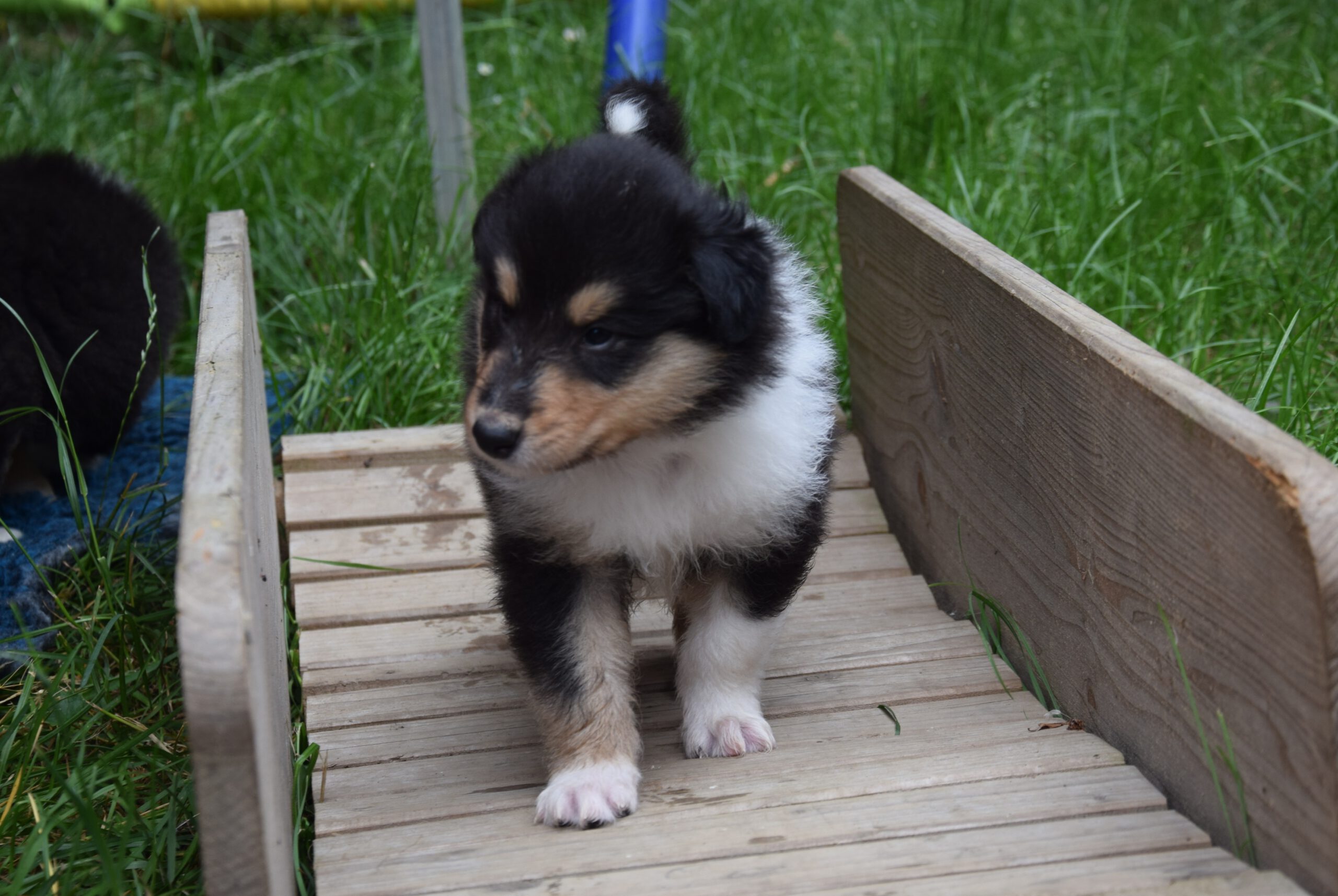 4W blau Prime Time Peewee